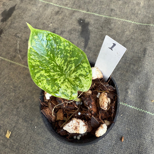 【シロウト園芸選抜】【希少】アロカシア 'ドラゴンスケール' ミント 3.5号　選択可能