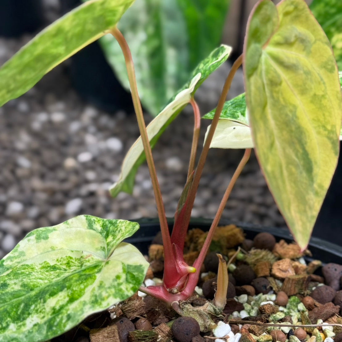 予約販売7-446】アンスリウム 'パピリナミナム'斑入り – RARE PLANTS