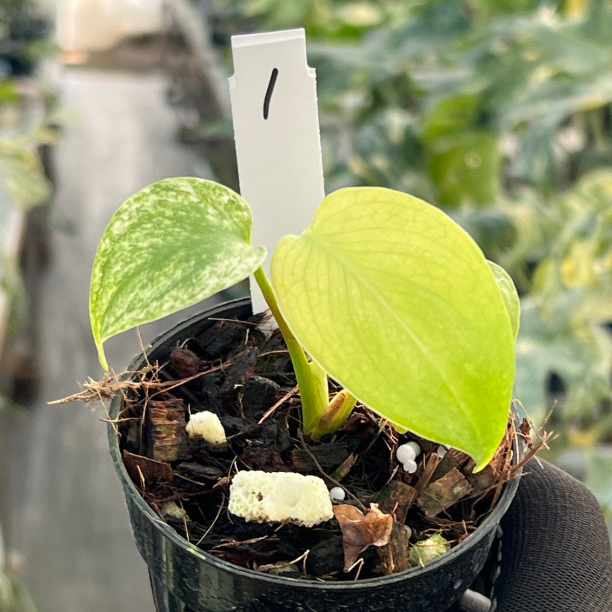 50%OFF【選抜】モンステラ　デリシオーサ 'ホワイトモンスター' 3.5号 TC株