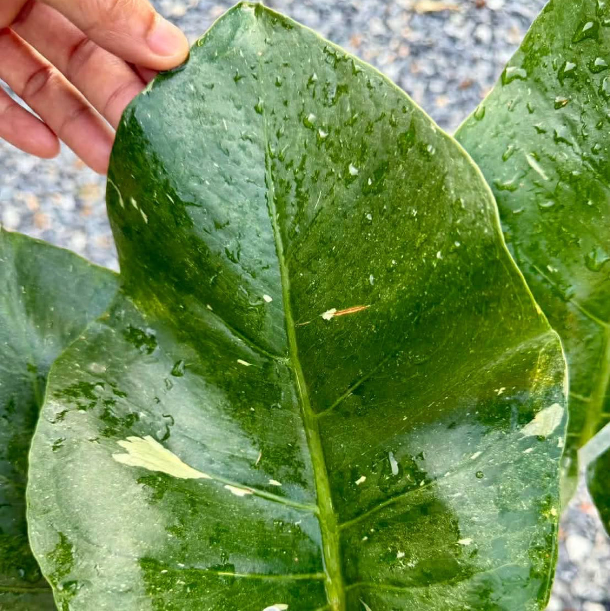 【Live販売】 50番　モンステラ・デリシオーサ NOID『008』