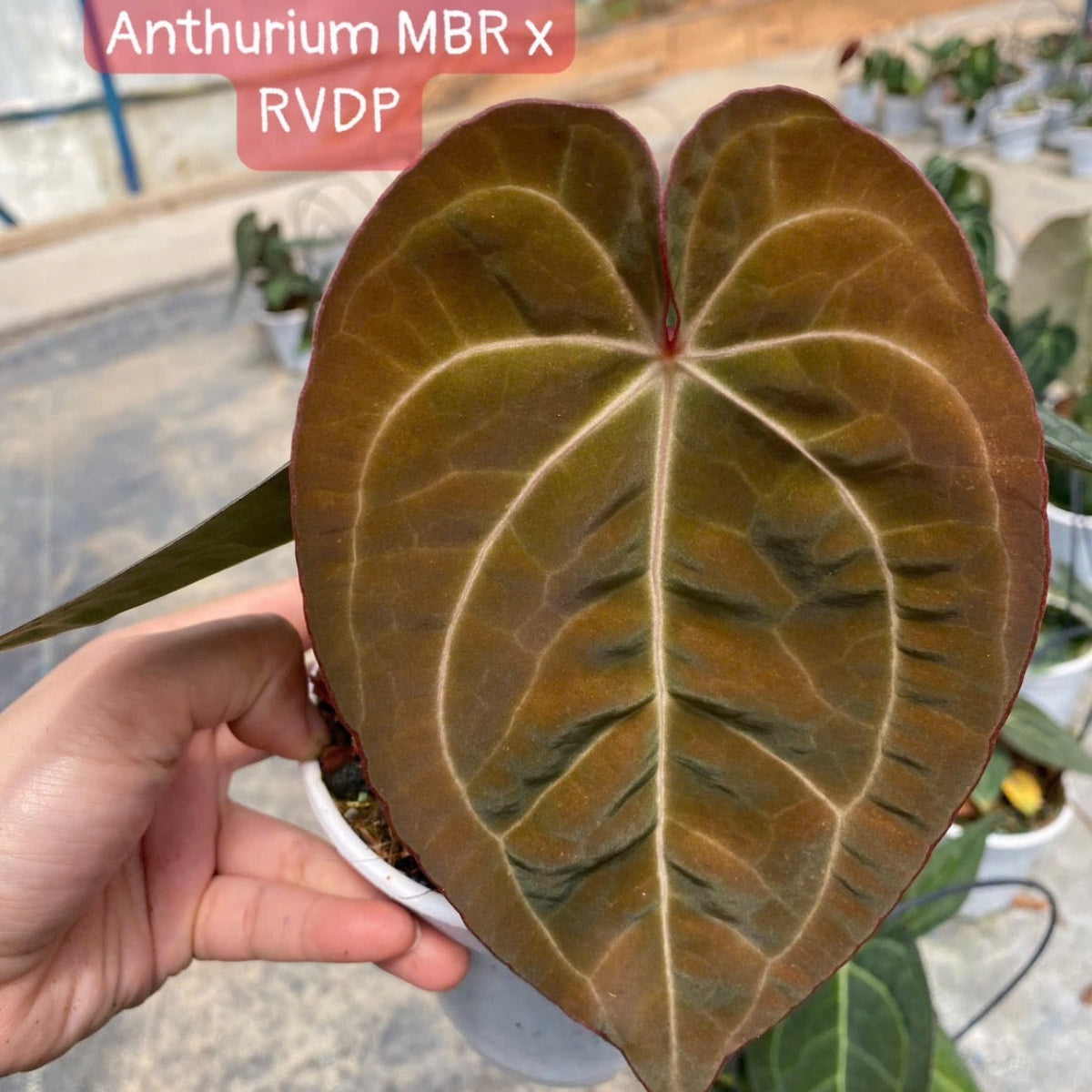 アンスリウム Anthurium ‘Red MBR’ × ‘Red Vein Dark Phoenix’