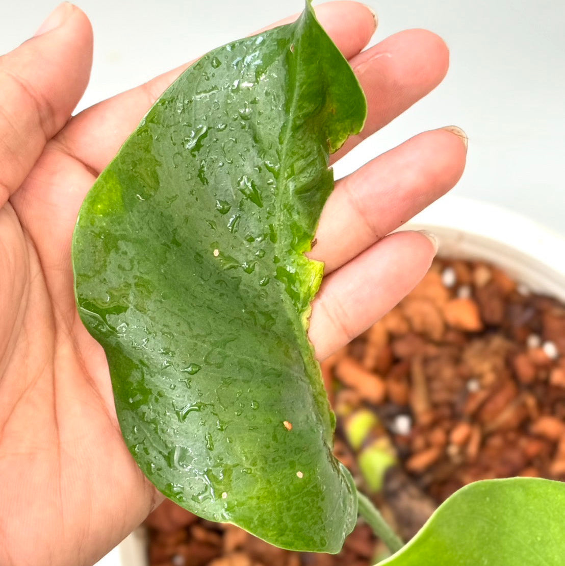 観葉植物 – RARE PLANTS JAPAN (レアプランツジャパン)