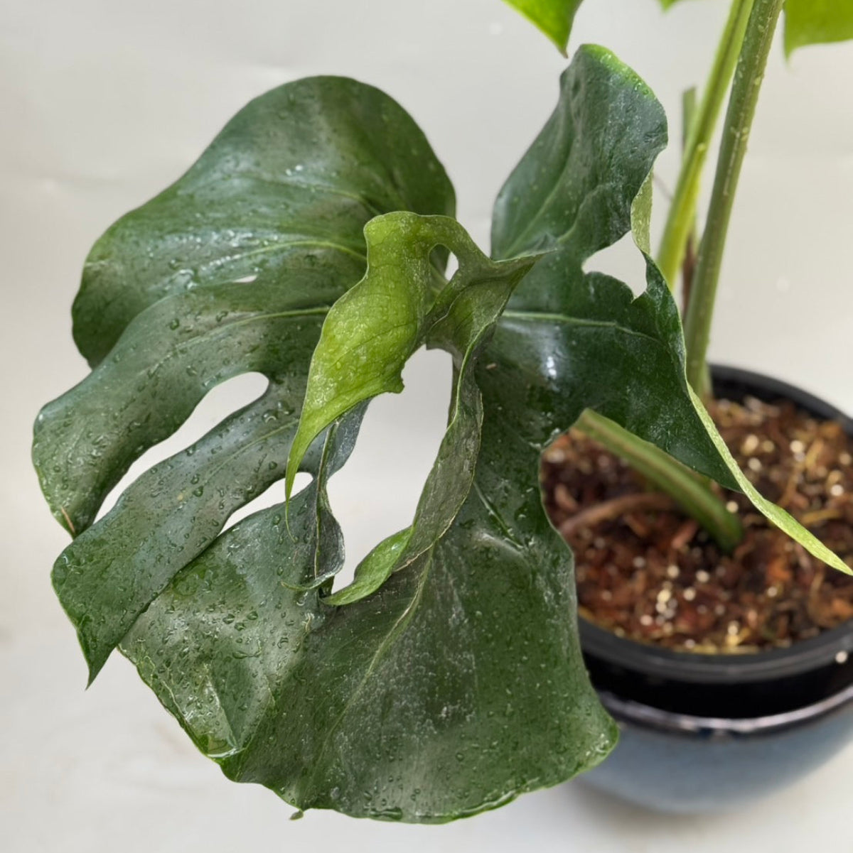 【予約販売8-144】モンステラ　デリシオーサ　'NOID'