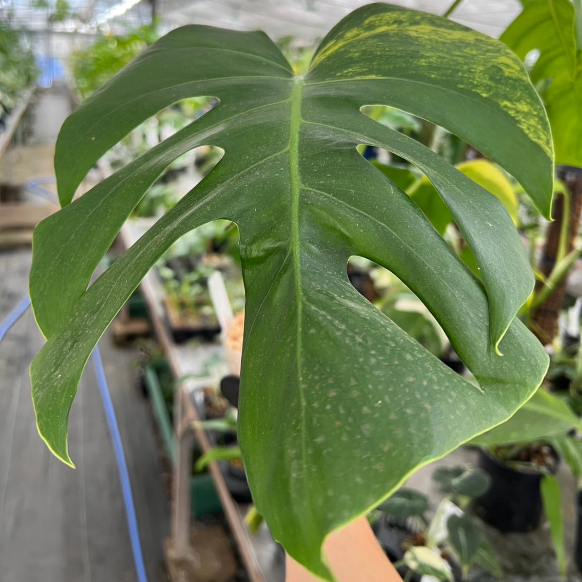 Monstera Unniiae モンステラ　デリシオーサ ウンニアエ 23.09.2025 Monstera deliciosa! I started this from a stalk 4