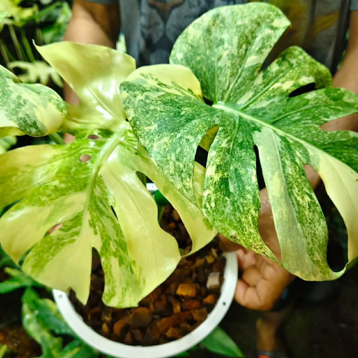 【Live販売】 39番　モンステラ・デリシオーサ 'グリーンスノー'