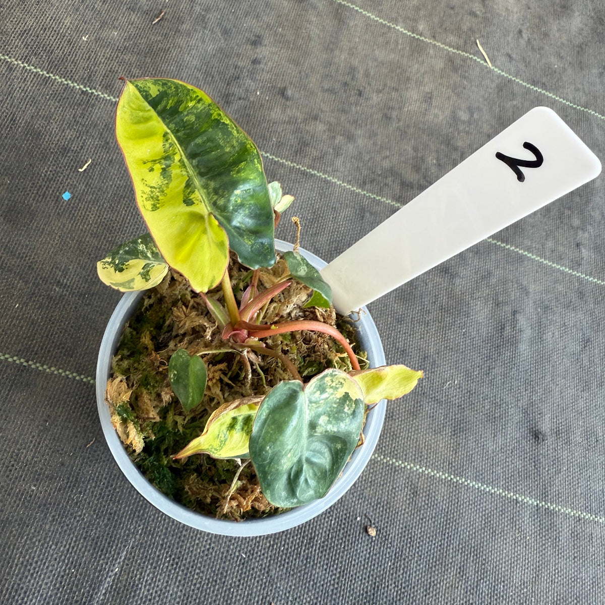 【再入荷】フィロデンドロン・ビレッティア 斑入り 3.5号サイズ