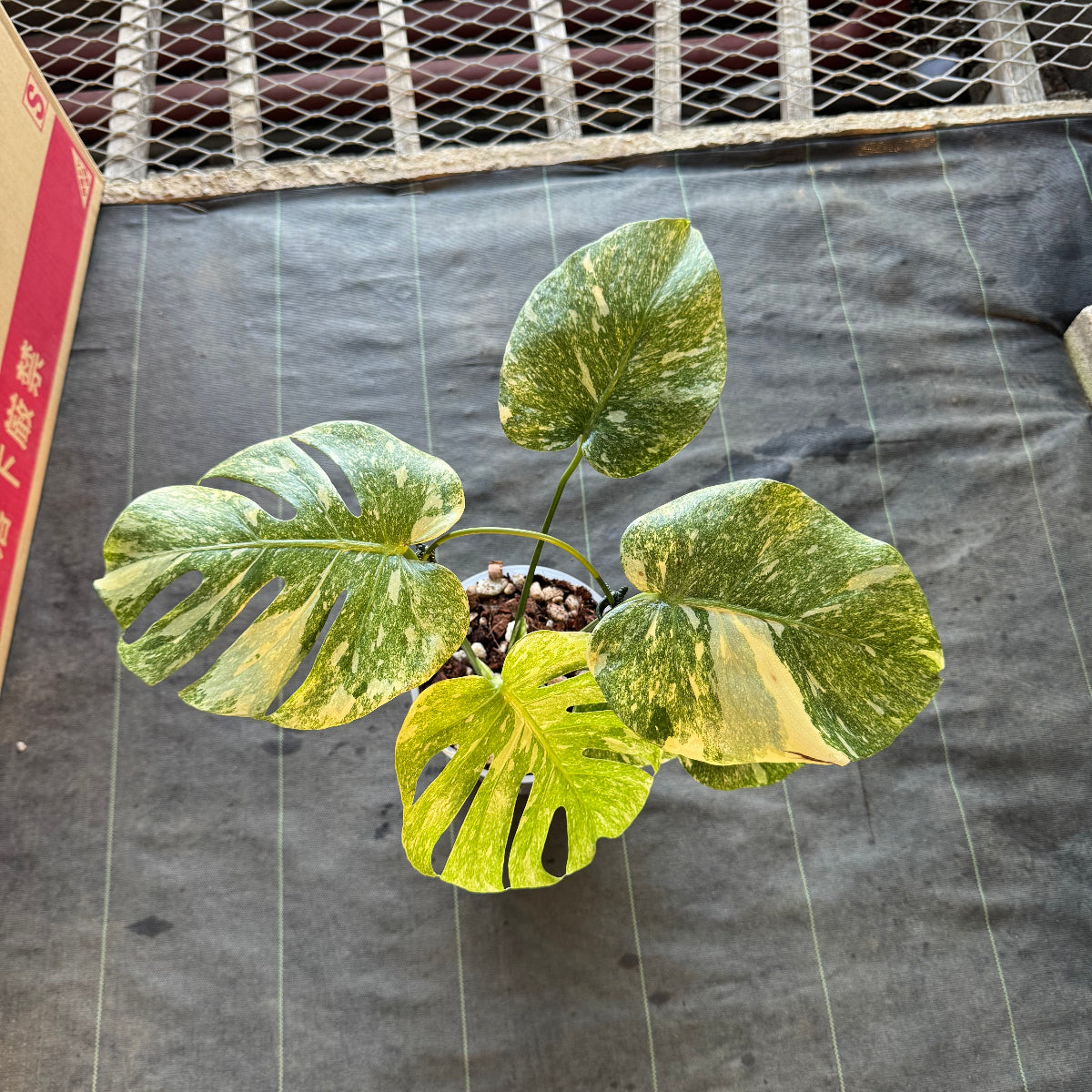 【希少】モンステラ デリシオーサ  'レガシー' カット苗　発根確認済