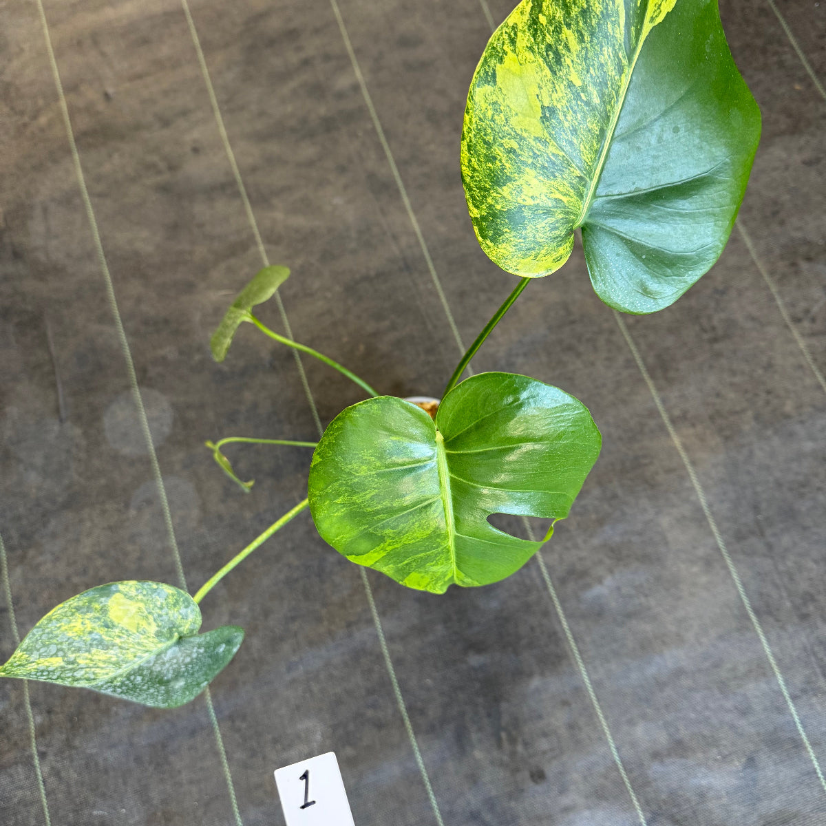 モンステラデリシオーサイエローマリリン マルモラータ 3.5号 新葉展開中 選抜株】モンステラ・デリシオーサ 'イエローマリリン' 3.5号 – RARE