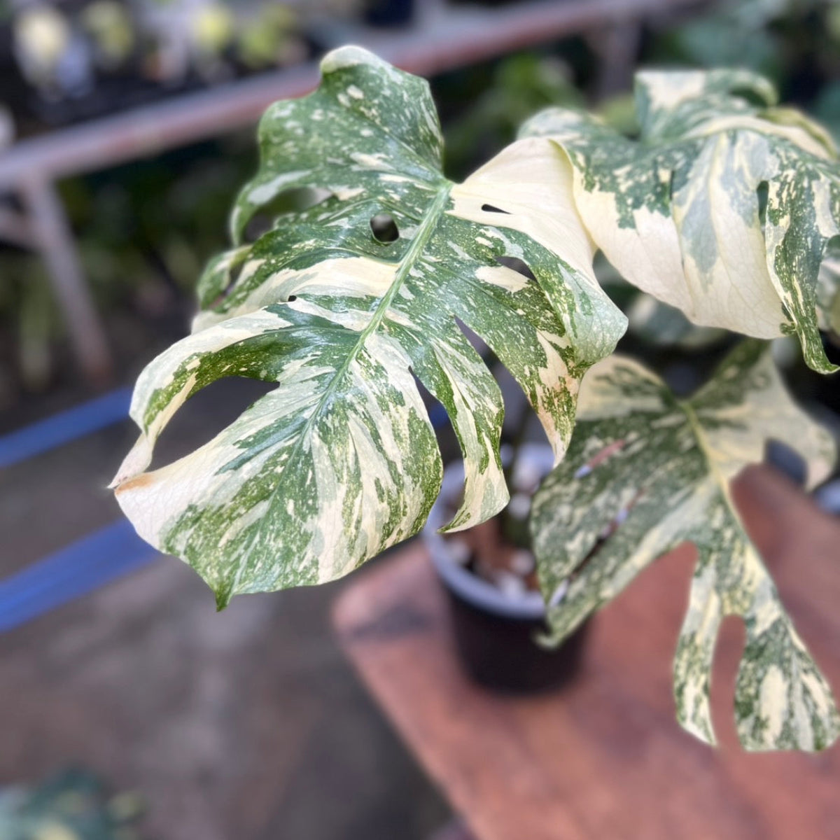 モンステラ Monstera – RARE PLANTS JAPAN (レアプランツジャパン)