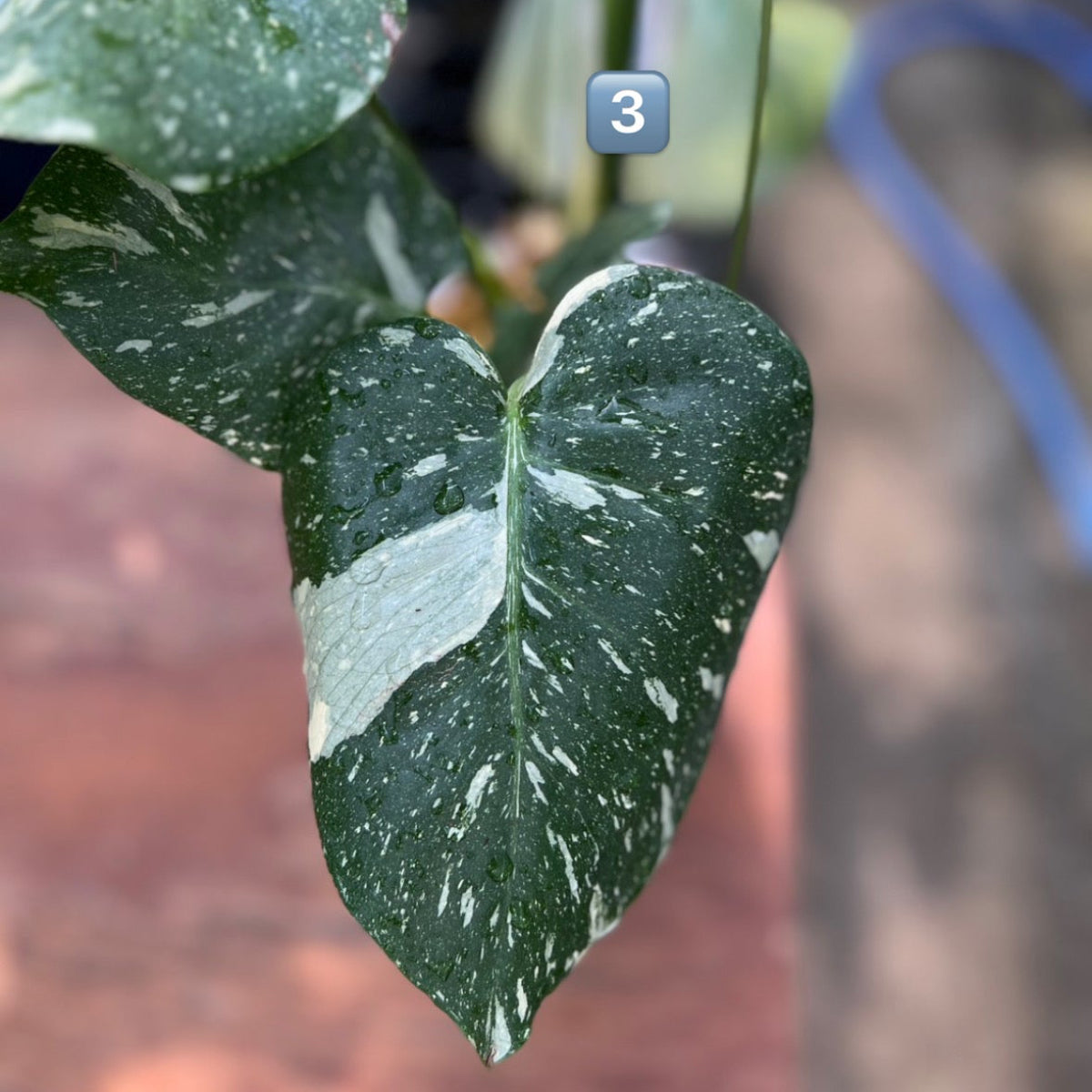 【希少】モンステラ・デリシオーサ　'タイコンステレーション【スターライト】'