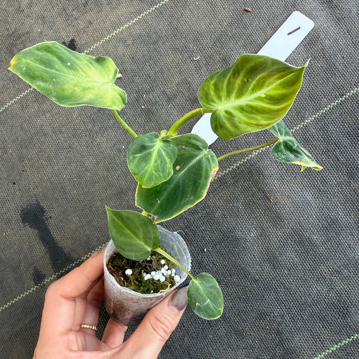 【発売再開】フィロデンドロン　アマゾンサンセット　2号サイズ