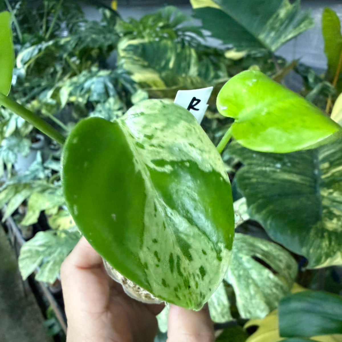 【選抜/コレクション】モンステラ・デリシオーサ 'ベトシオーサ'2号サイズ