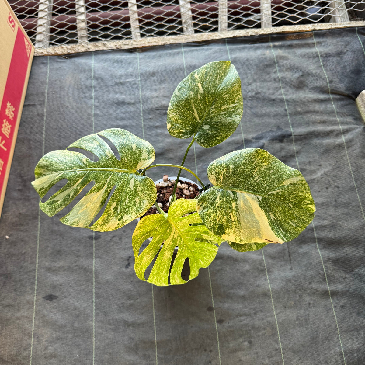 【希少】モンステラ デリシオーサ  'レガシー' カット苗　発根確認済