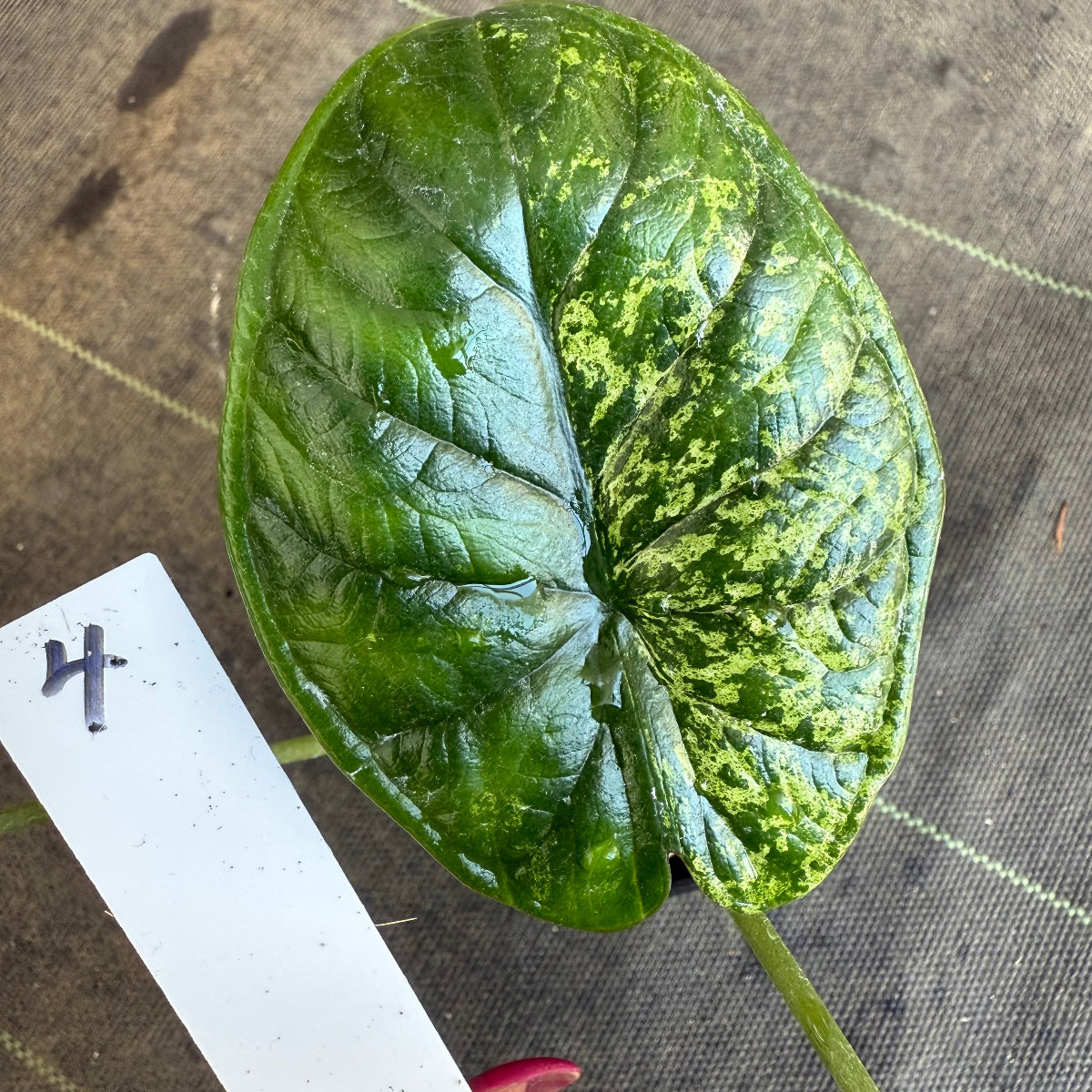 【シロウト園芸選抜】【希少】アロカシア 'ドラゴンスケール' ミント 3.5号　選択可能