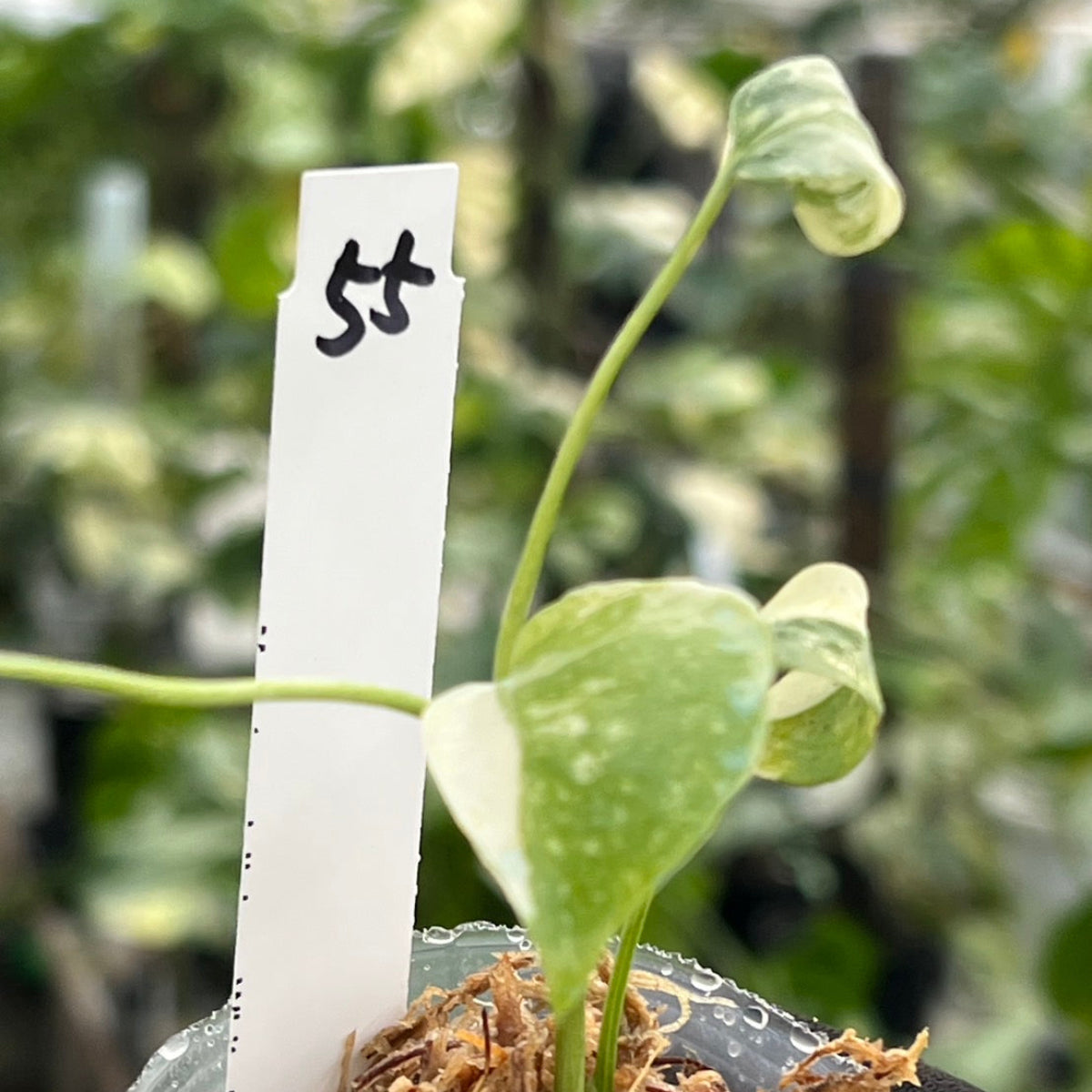 【シロウト園芸選抜株/2号サイズ】モンステラ・デリシオーサ　'タイコンステレーション'