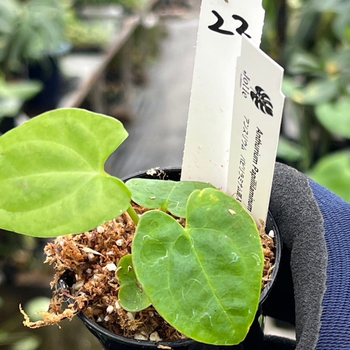 【希少株】アンスリウム  PAP x RL  斑入り未確認