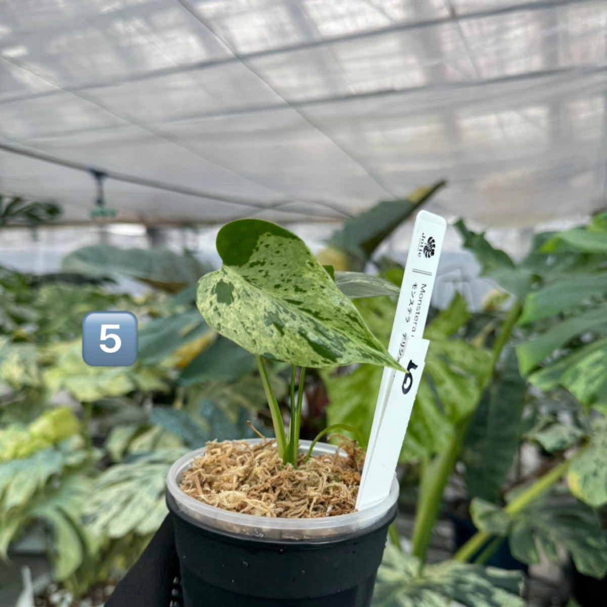 【希少/コレクション】モンステラ・デリシオーサ 'ベトシオーサ' TC苗順化済み