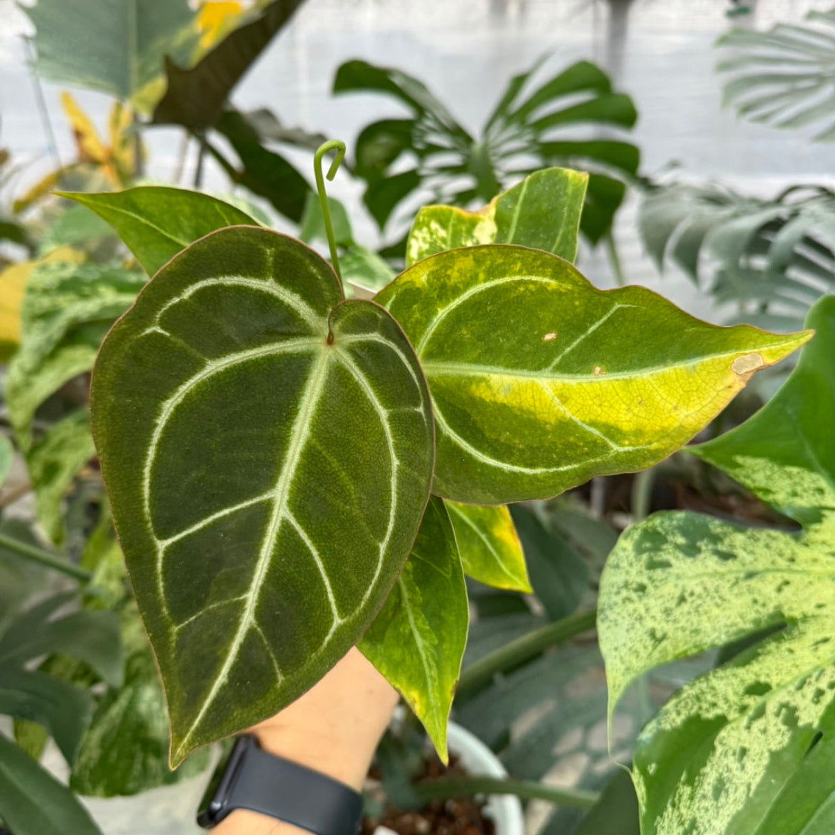 【クリスマスセール】アンスリウム'ミシェル'× 'クリスタルシルバー' バリエガータ (斑入り)