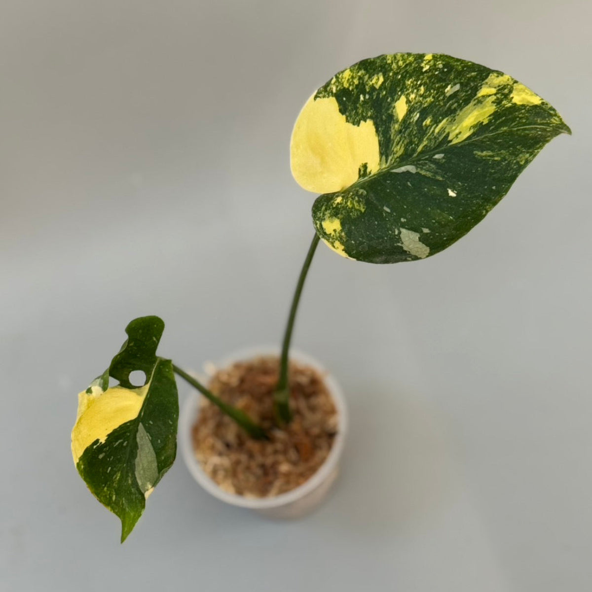 【タイナーセリー直売】モンステラ  デリシオーサ　'ミラクル'【送料着払い】【155】