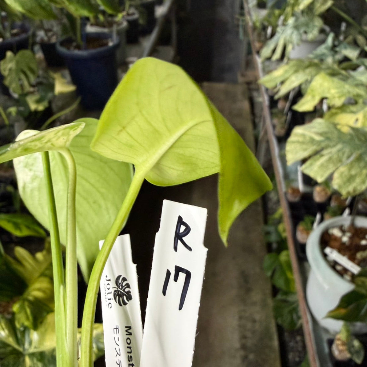 【選抜/コレクション】モンステラ・デリシオーサ 'ベトシオーサ'2号サイズ