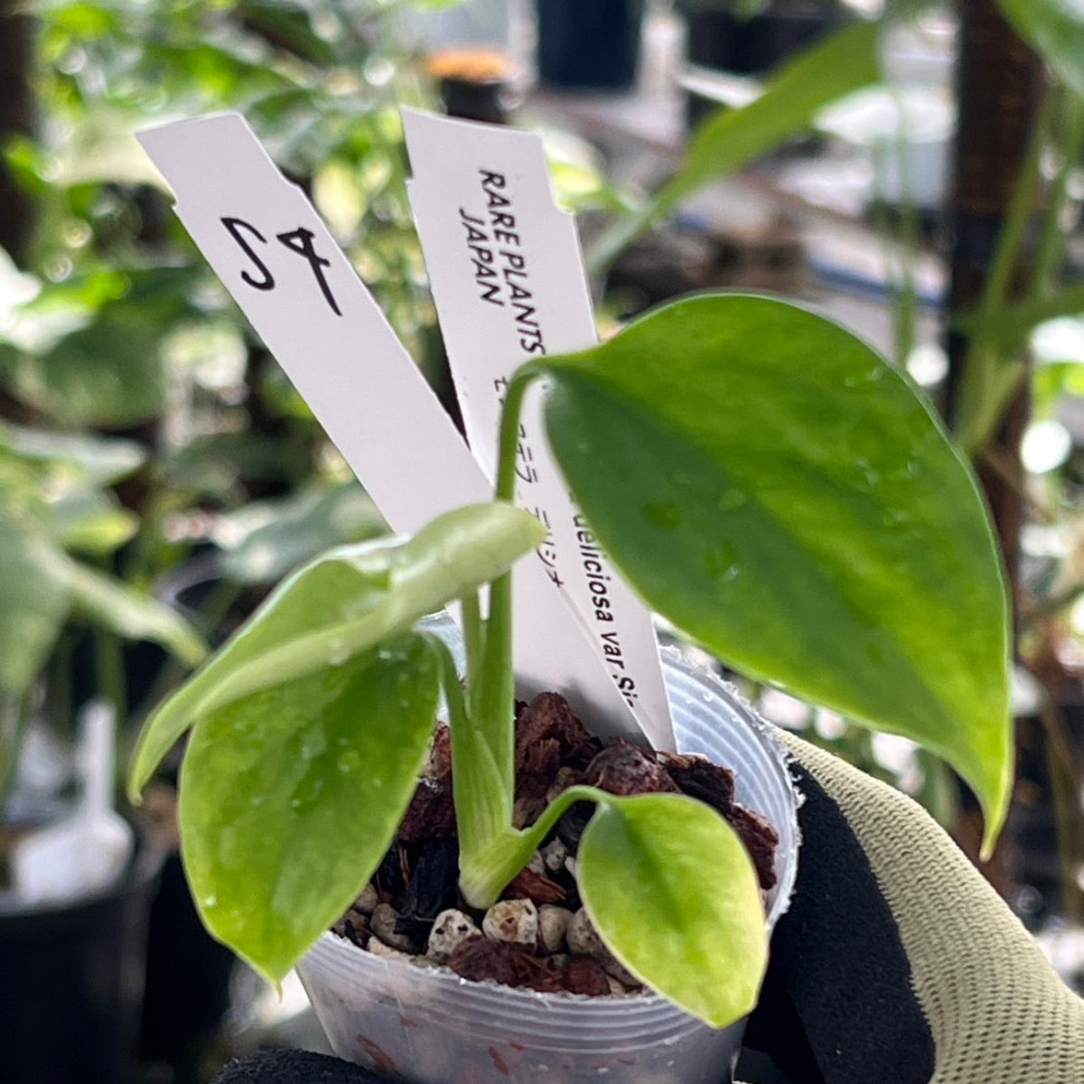 【シロウト園芸選抜/希少】モンステラ・デリシオーサ var.シエラナ 2号サイズ カオスチップ植え