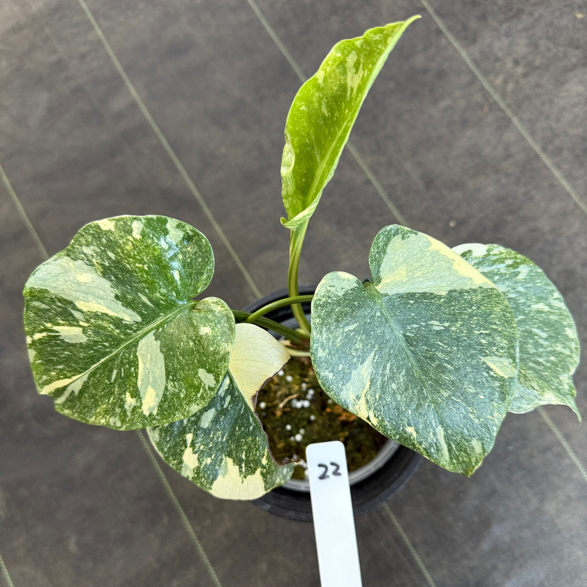 【希少/選抜】モンステラ デリシオーサ  'レガシー' 発根確認済
