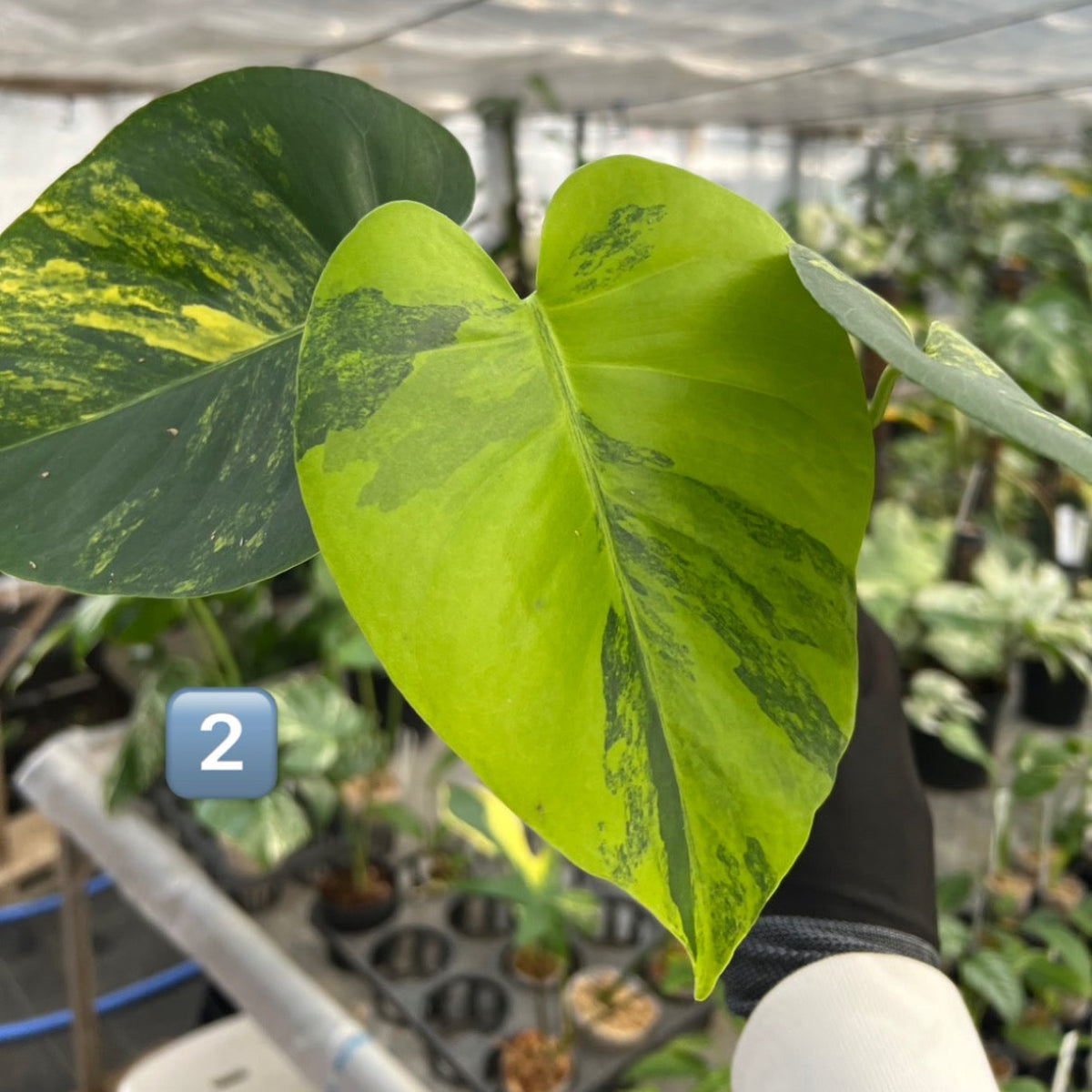 【初出品/コレクション】モンステラ デリシオーサ 'ポンポン'