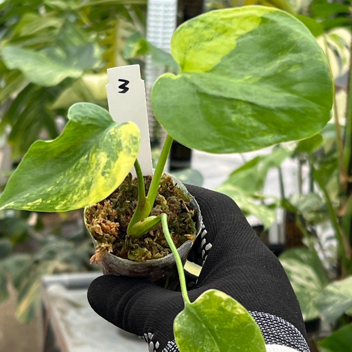 モンステラ・デリシオーサ 'イエローマリリン' 2号 TC株 順化済み