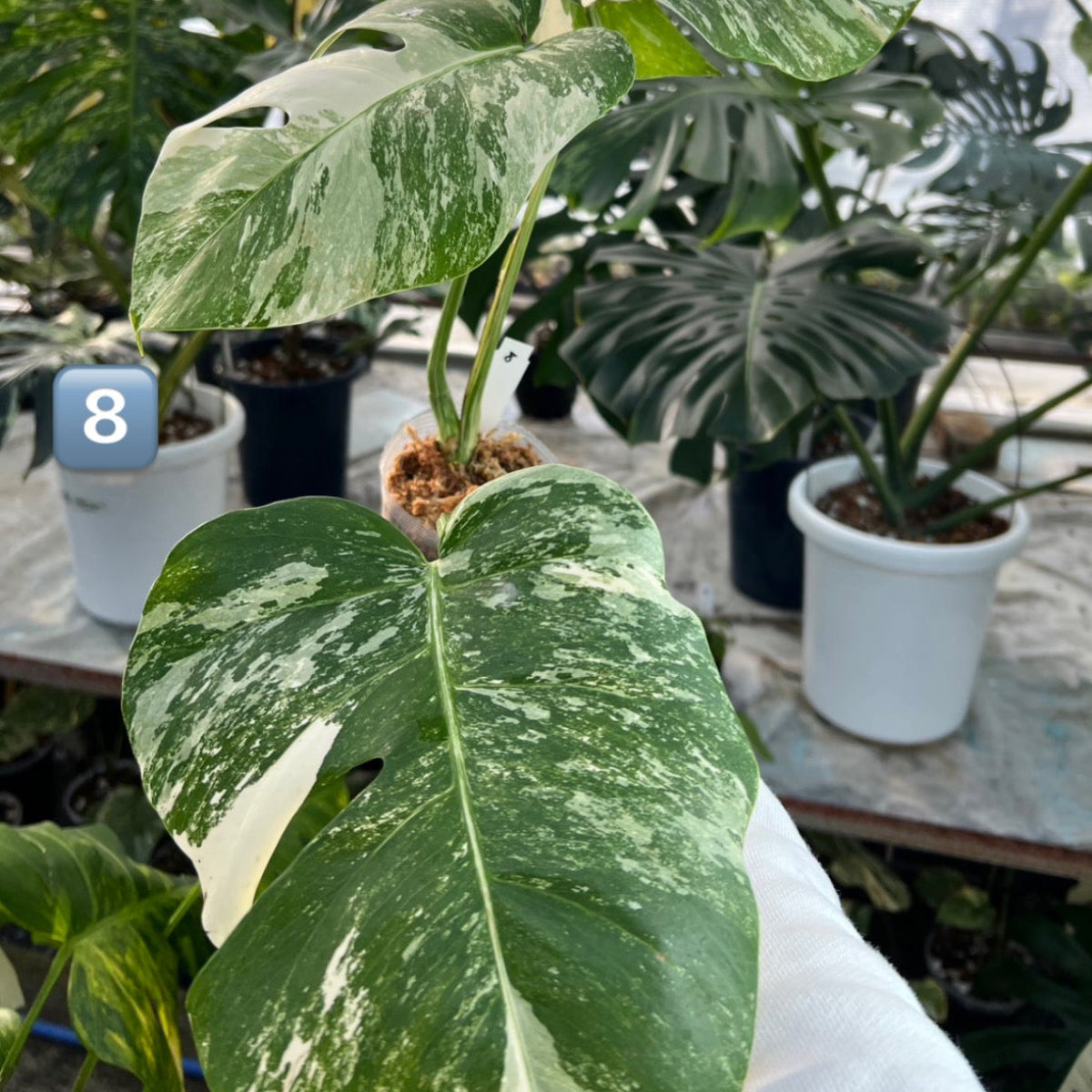 【選抜】モンステラ・デリシオーサ var.ボルシギアナ 'アルボ(ホワイトタイガー)'