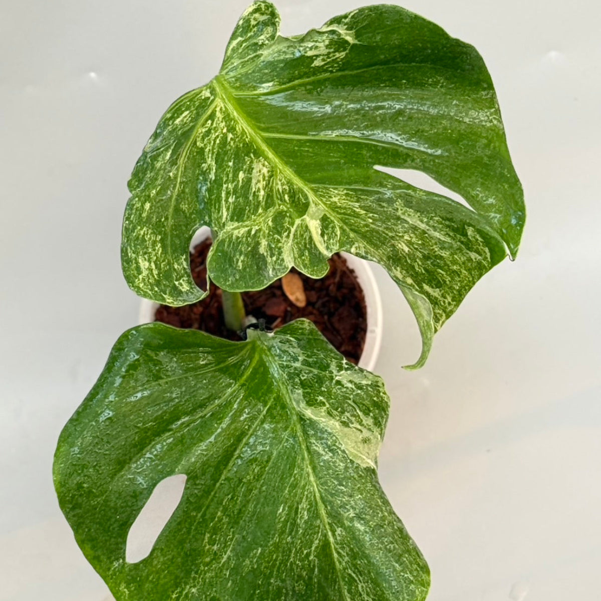 観葉植物 – Page 6 – RARE PLANTS JAPAN (レアプランツジャパン)