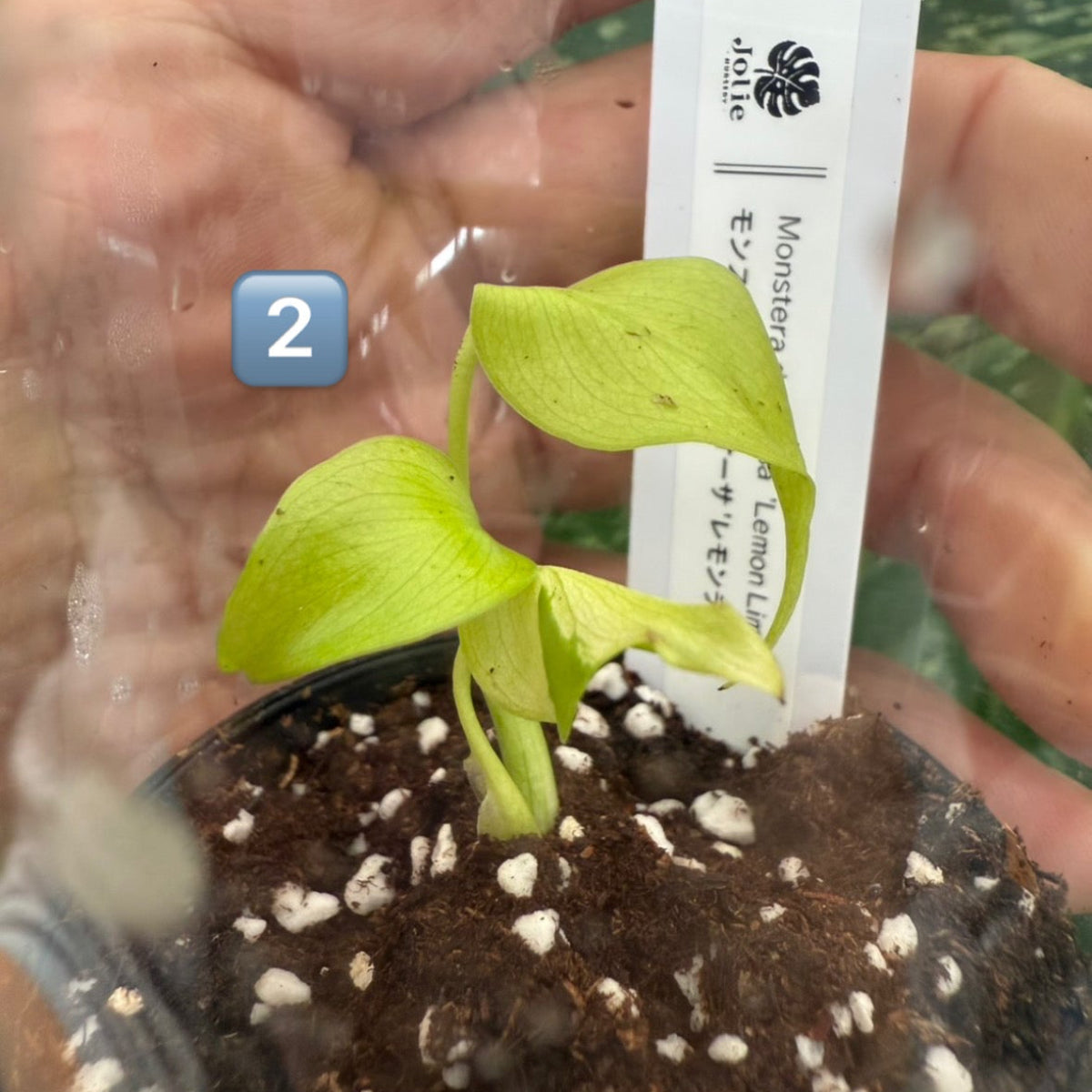 60%OFF【希少/選抜】モンステラ　デリシオーサ 'レモンライム'