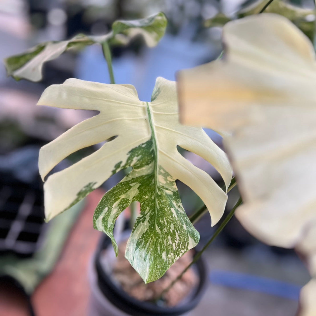 【コレクション】モンステラ デリシオーサ  'タイコンステレーション クレームブリュレ'