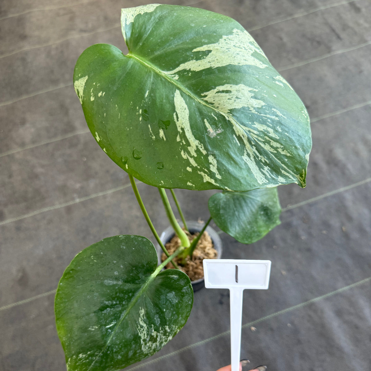 【ウィンターセール】モンステラ・デリシオーサ 'ベトシオーサ'