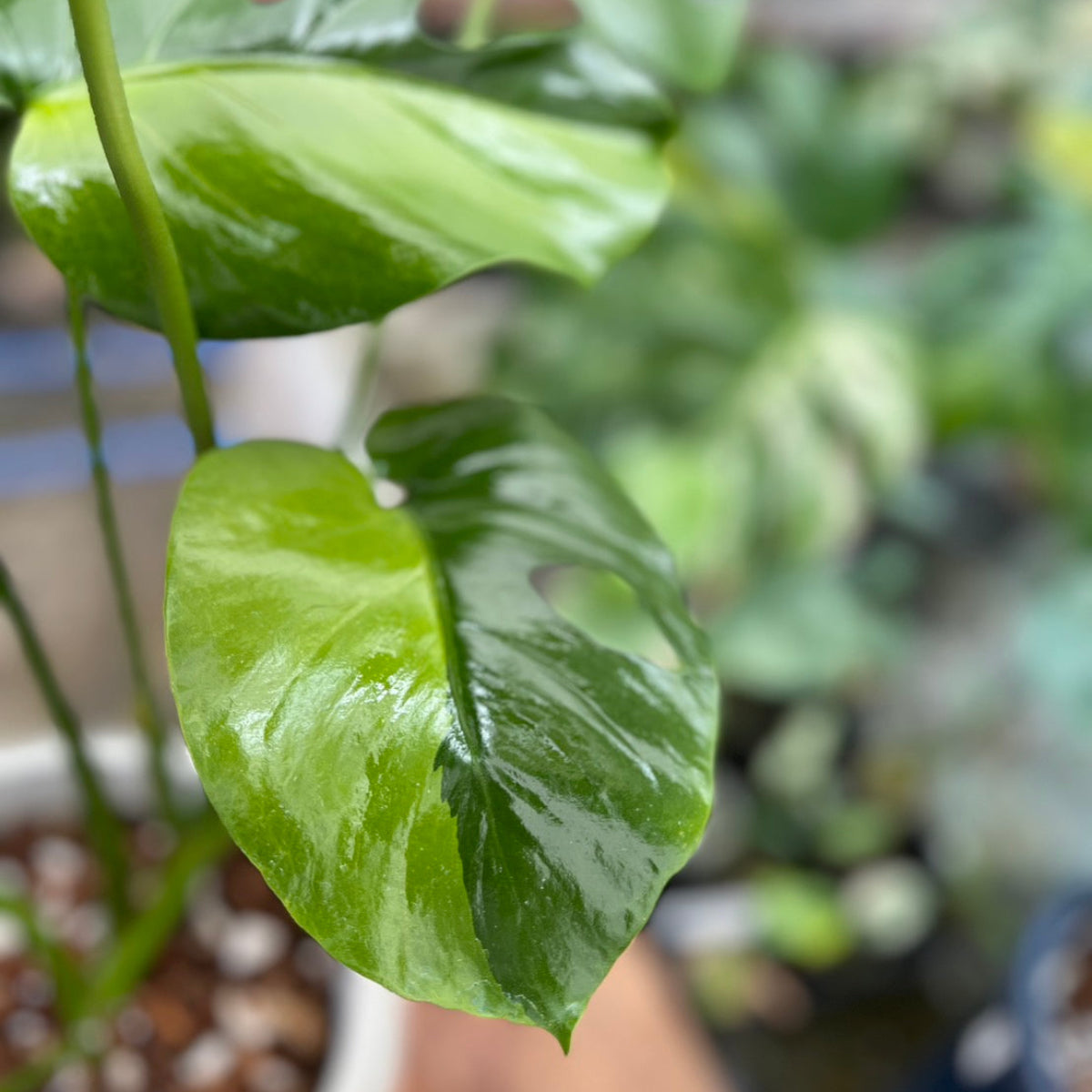 初出品【セレクト】モンステラ デリシオーサ 'グリーンオングリーン