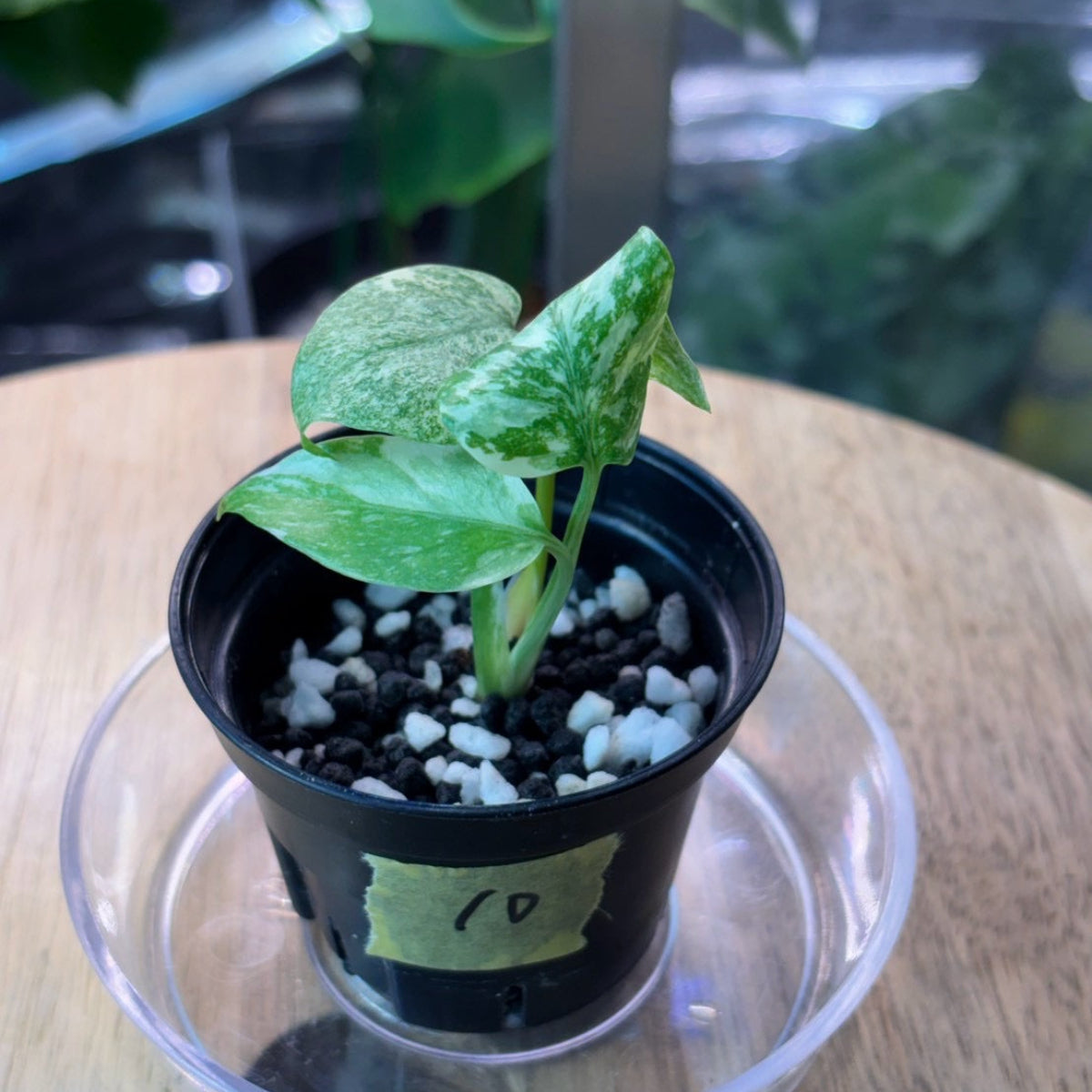 モンステラ Monstera – RARE PLANTS JAPAN (レアプランツジャパン)