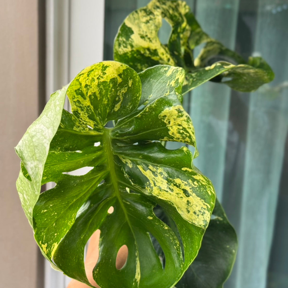 超希少❗️ヒメモンステラ　オーレア　マーブル✨ モンステラ Monstera – Page 2 – RARE PLANTS JAPAN (レアプランツ