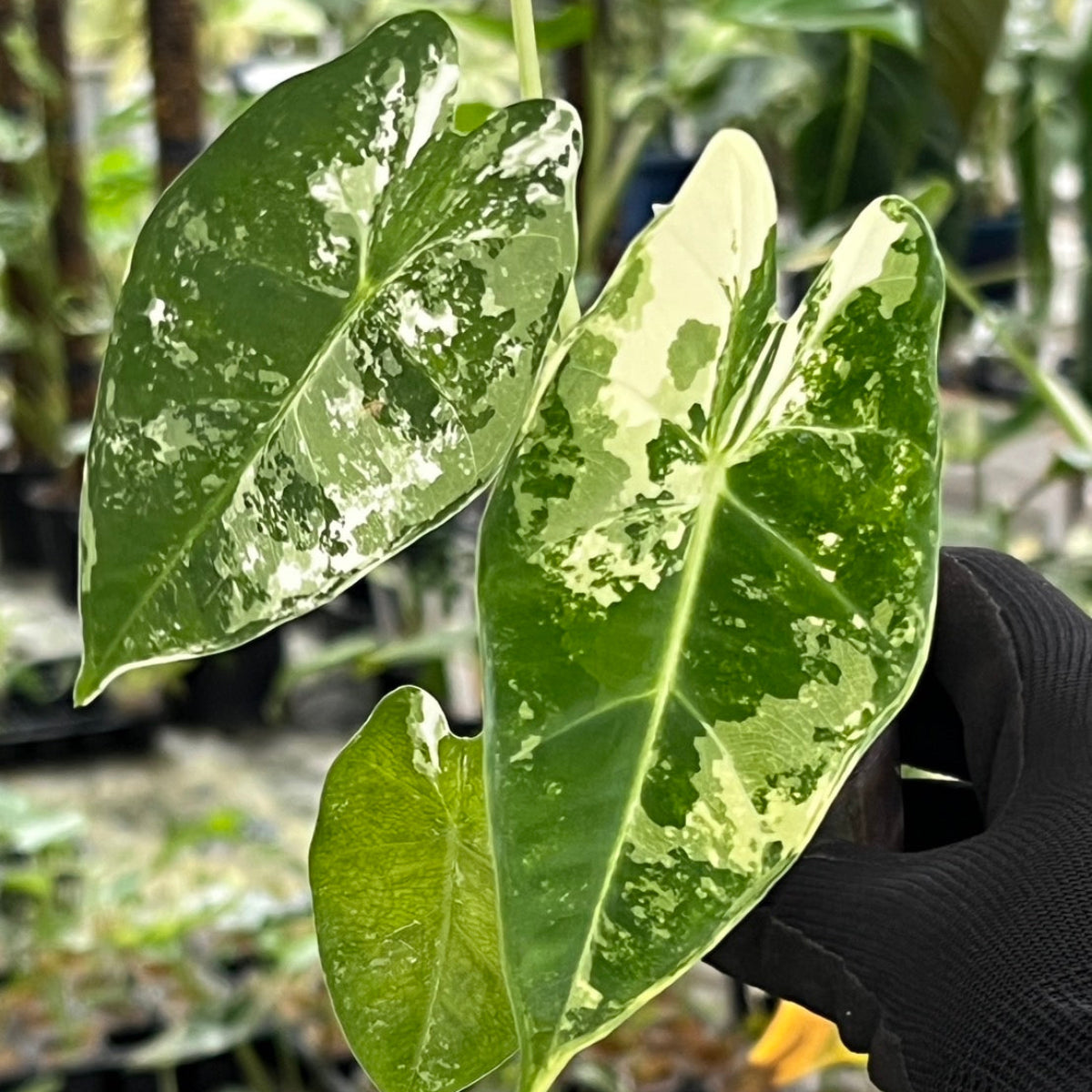 アロカシア フライデック 'グリーンベルベット バリエガータ