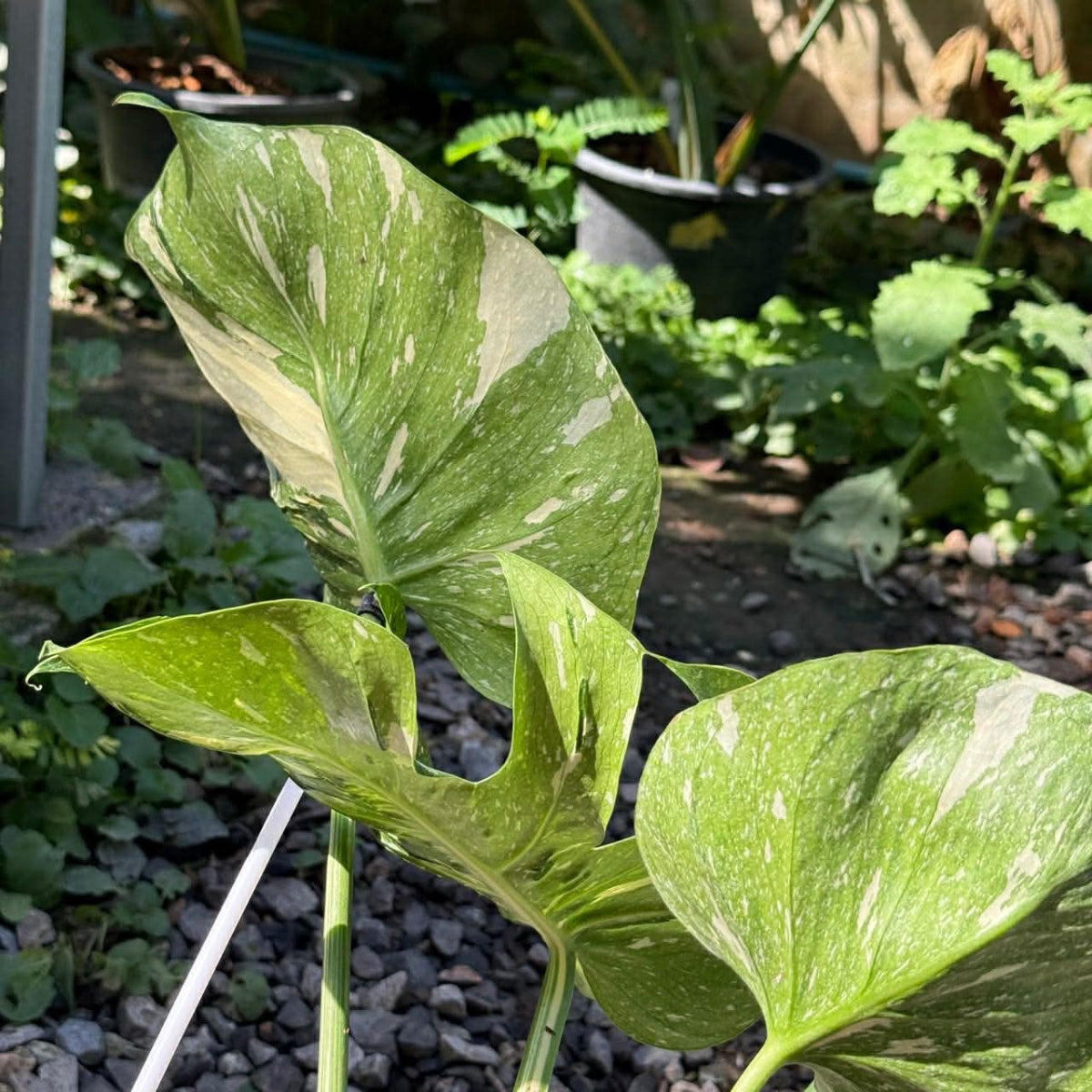 【Live販売】 34番　モンステラ・デリシオーサ メデューサ　5枚