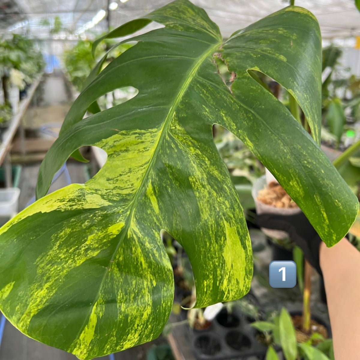 選抜】モンステラ・デリシオーサ var. ボルシギア 'オーレア