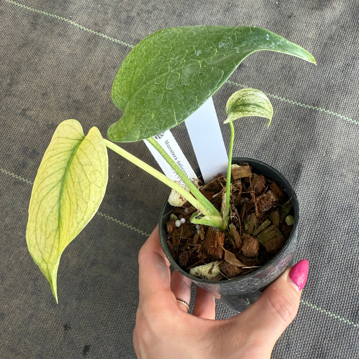 スペシャルセール【選抜】モンステラ　デリシオーサ 'ホワイトモンスター' 3.5号