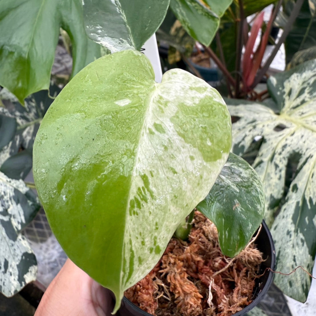 コレクション】モンステラ・デリシオーサ 'ベトシオーサ' TC苗順