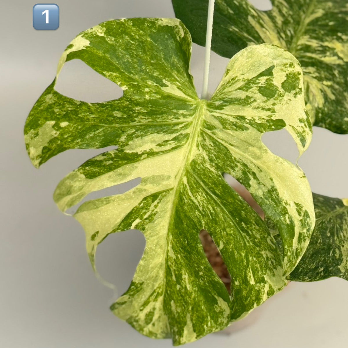 【タイナーセリー直売】 023番　モンステラ・デリシオーサ 'オーシャンミント' 【送料着払い】