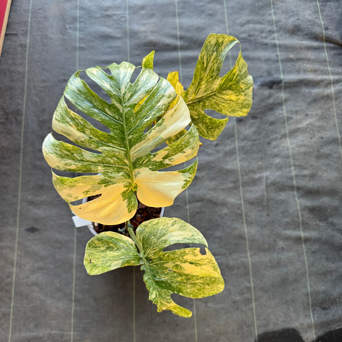 【希少】モンステラ デリシオーサ  'レガシー' カット苗　発根確認済