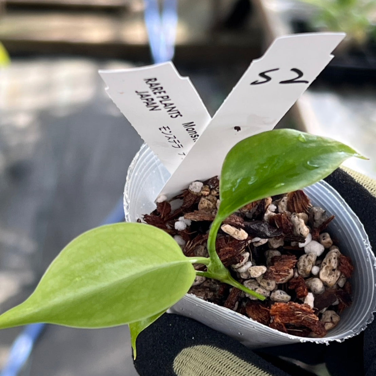 【シロウト園芸選抜/希少】モンステラ・デリシオーサ var.シエラナ 2号サイズ カオスチップ植え