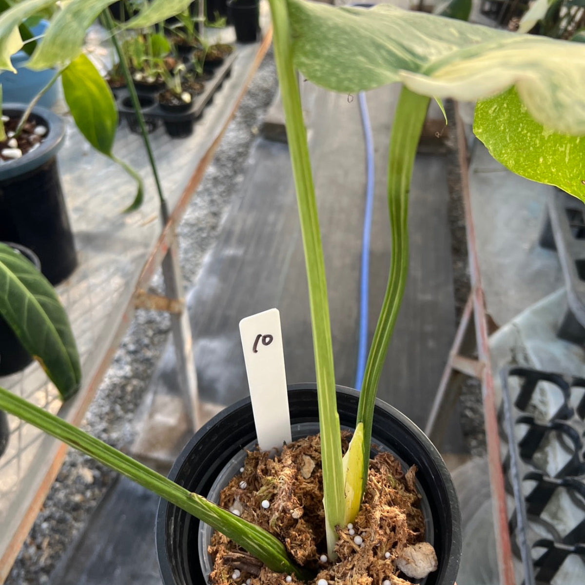 【コレクション/希少】モンステラ　デリシオーサ 'スターライト'