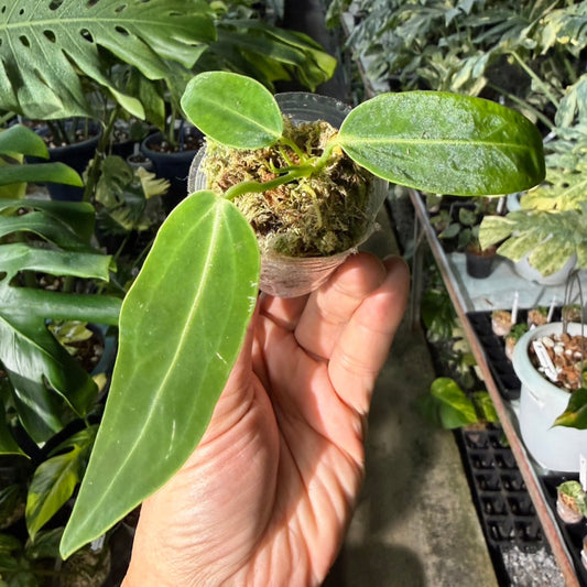 【再入荷】アンスリウム　ワロクアナム　2号ポリポット