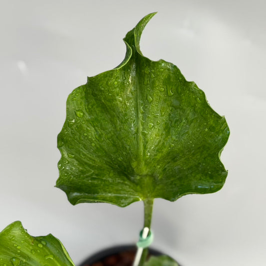 【タイナーセリー直売】モンステラ  デリシオーサ　'ユニアエ' トップカット【送料着払い】【163】