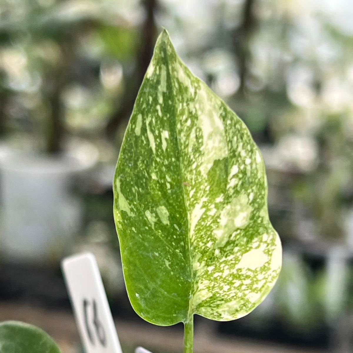 【シロウト園芸選抜株2号サイズ】モンステラ・デリシオーサ　'タイコンステレーション'
