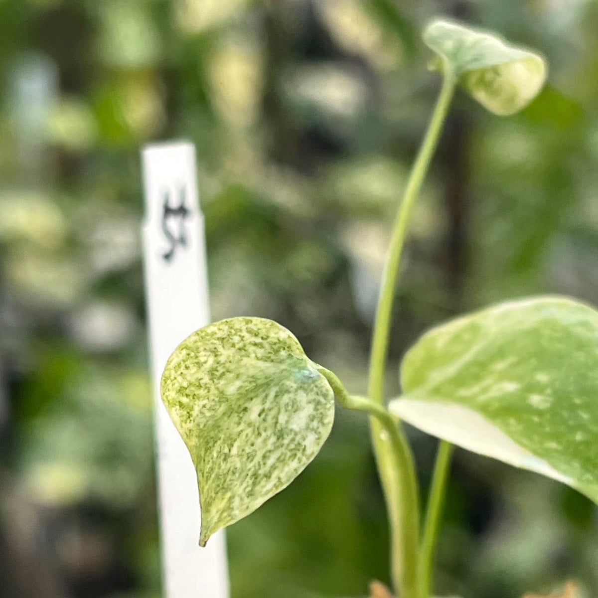 【シロウト園芸選抜株/2号サイズ】モンステラ・デリシオーサ　'タイコンステレーション'