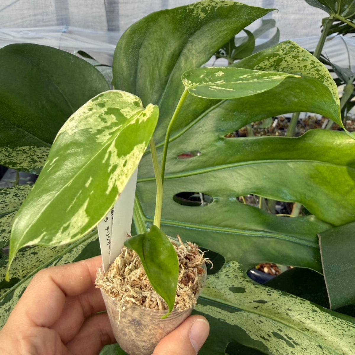 【コレクション】モンステラ・デリシオーサ 'ベトシオーサ'2号サイズ